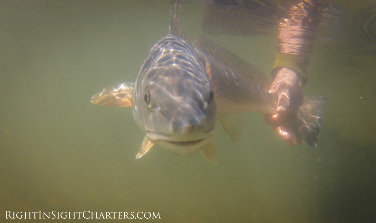 February 2016 Mosquito Lagoon/New Smyrna Beach Fishing Report – RIGHT IN SIGHT  CHARTERS