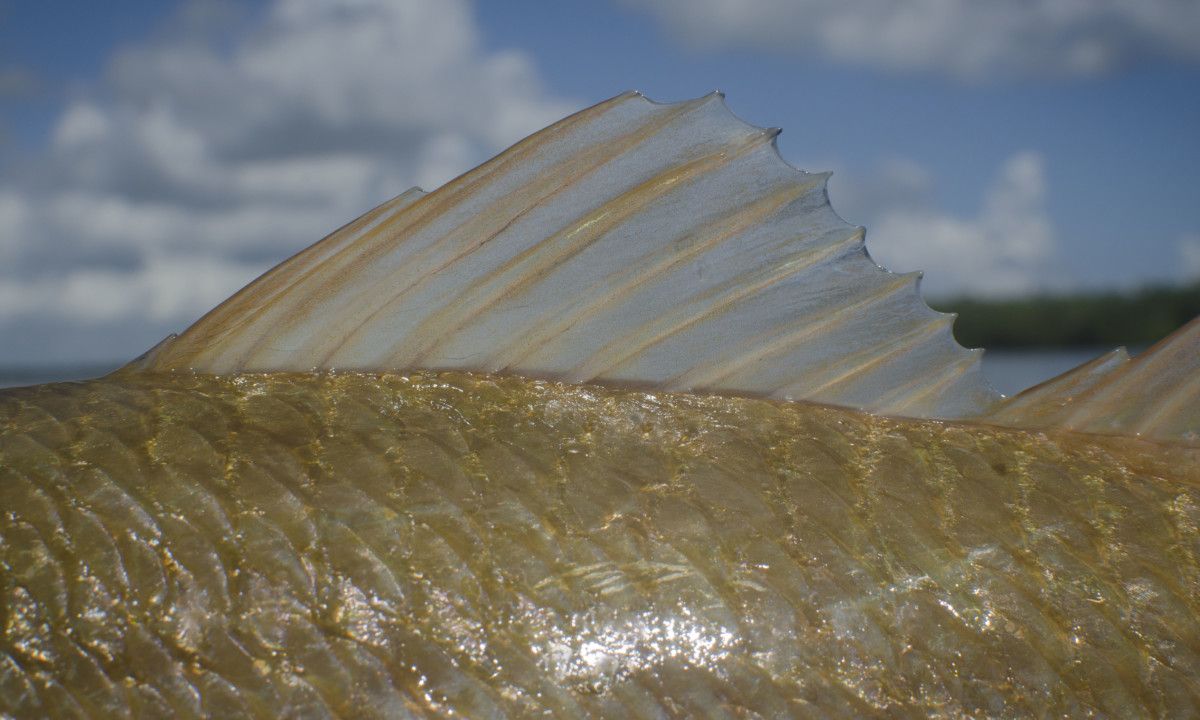 Summer Seatrout in Mosquito Lagoon- the spotted tail