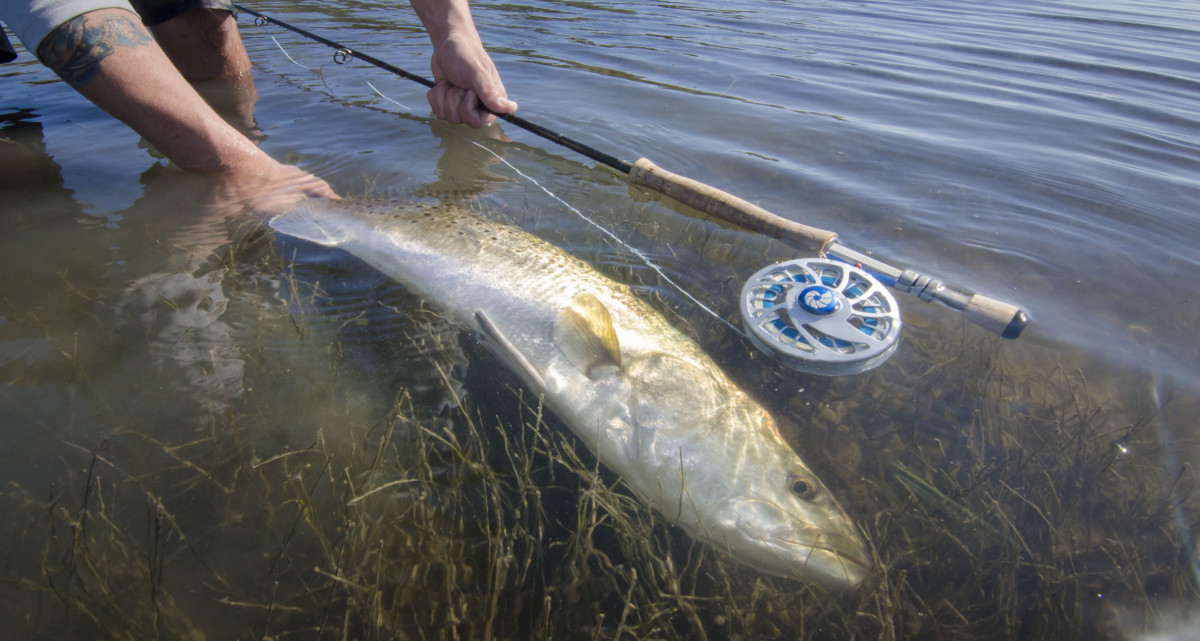 EP Grass Shrimp  Orlando Outfitters